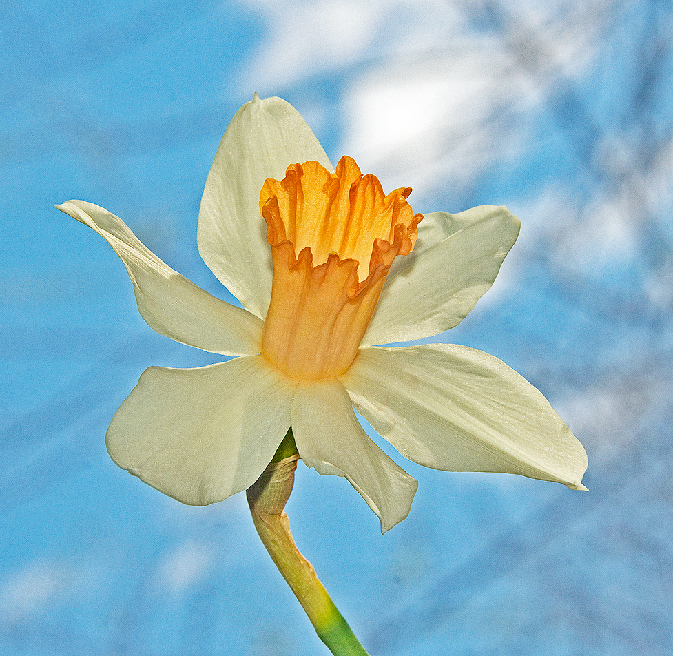 a white and orange daffodil at 3 Dog Acres on 7 April 2022