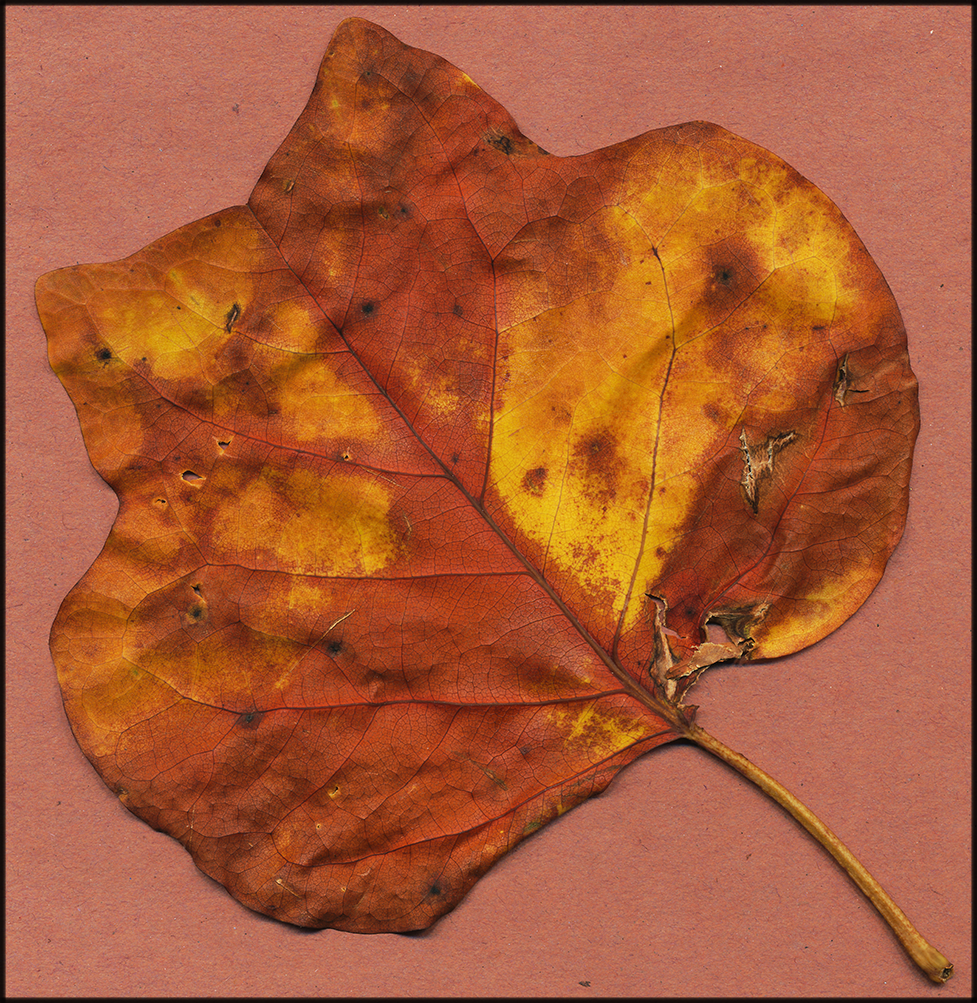 drought ravaged leaf of the tulip poplar tree at 3 Dog Acres on 22 July 2022