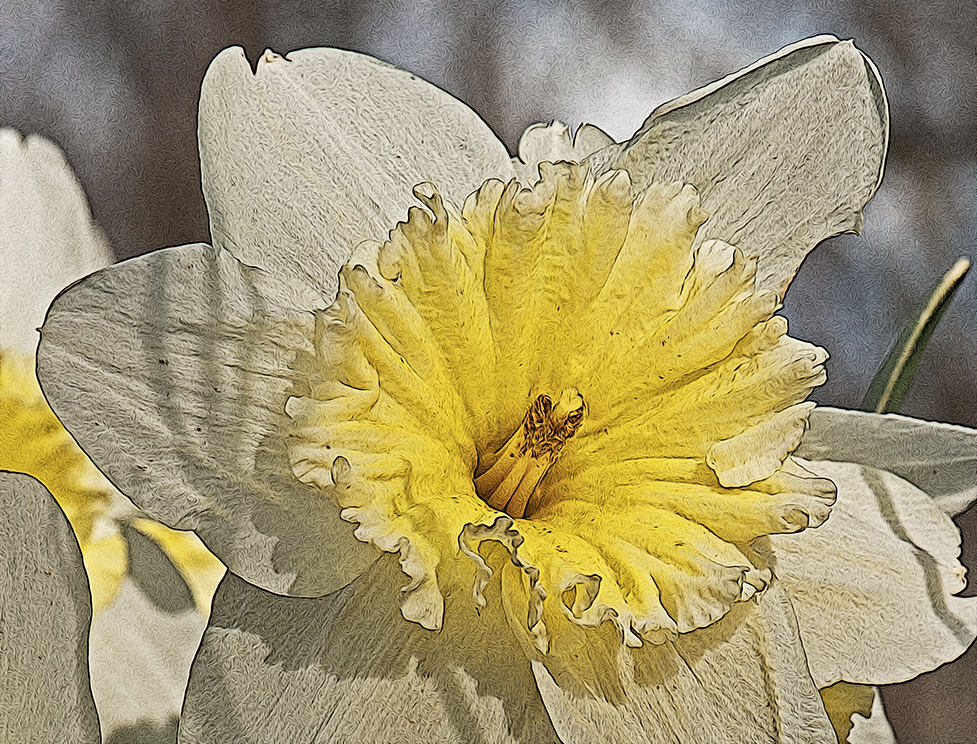 daffodil with yellow center at 3 Dog Acres on 25 March 2022