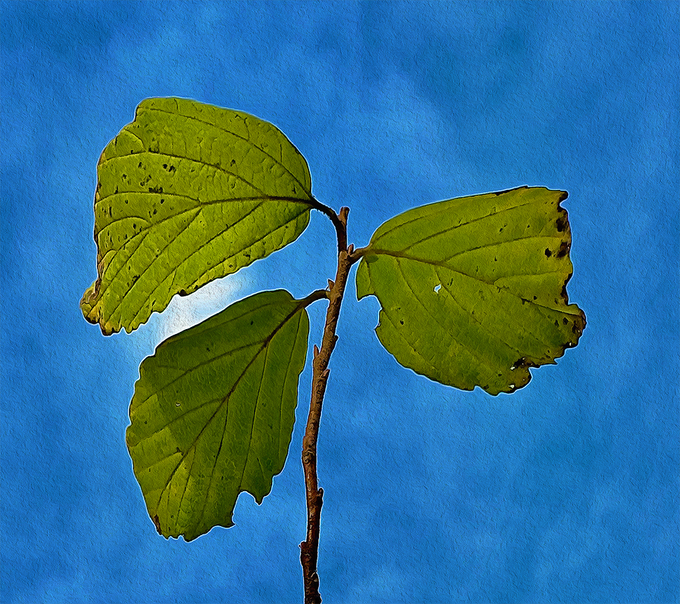 3 leaves of the Witch-Hazel Tree 7 feet high in the December sky symbolizing The Father The Son The Holy Ghost at 3 Dog Acres in the Ozark Highlands of Arkansas