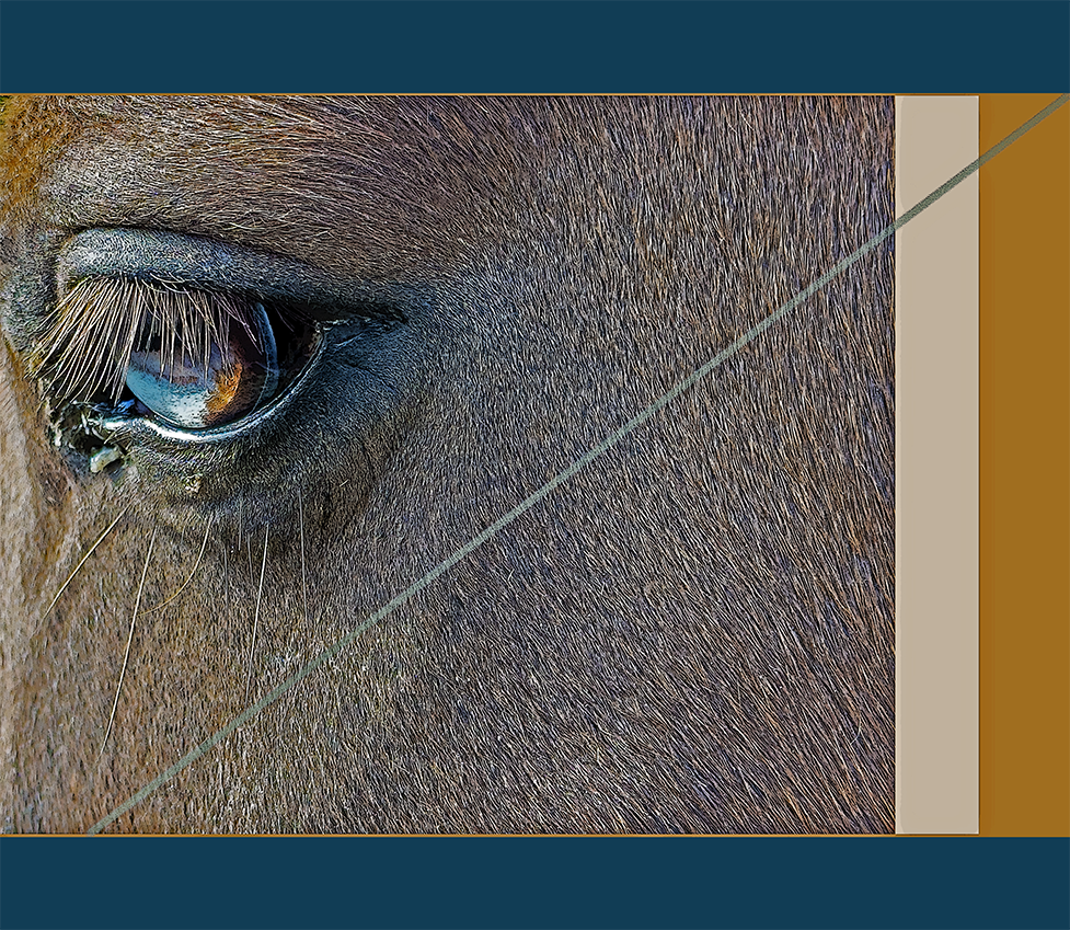 the left eye of a horse living at Angel Dog Farm in the village of West Fork in the Ozark Highlands of Arkansas on 5 November 2023