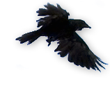 lil fying crow 002