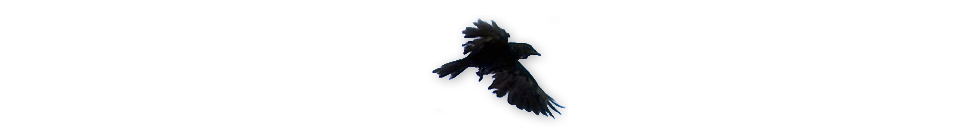 flying crow