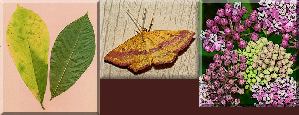 moth and milkweed