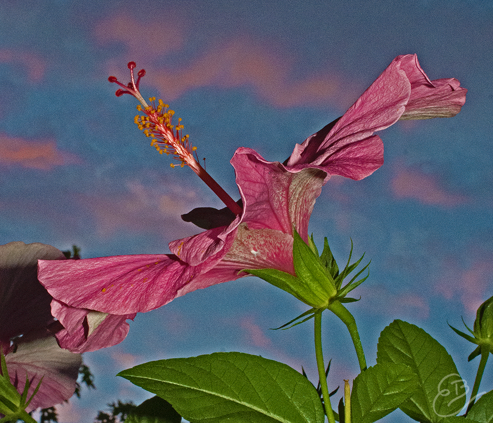 tropical hibiscus