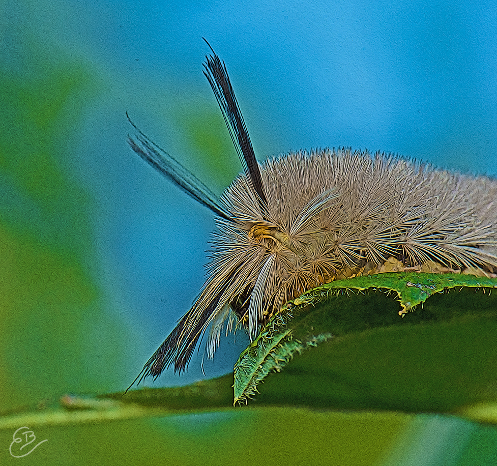 Wild Whisker's Caterpillar