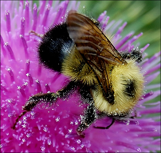 bee with pollen