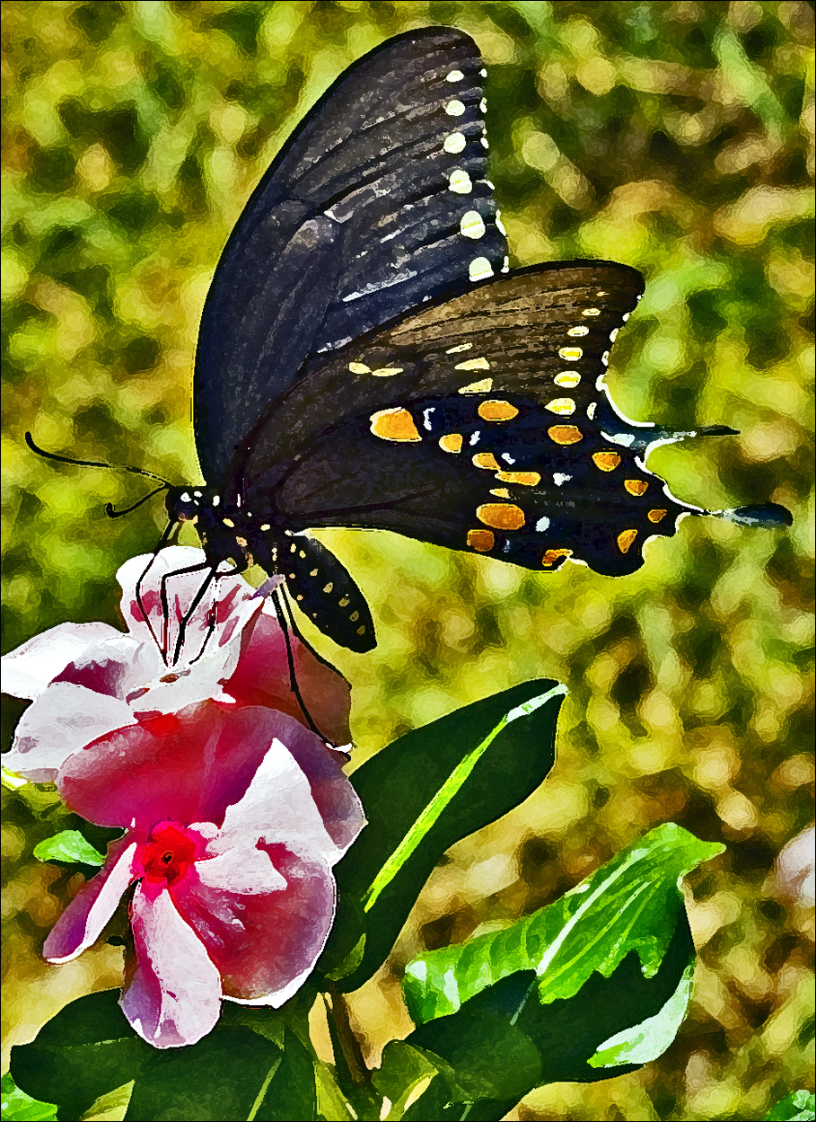 Black Swallowtail and Vinca