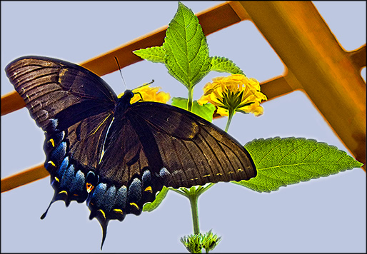 butterfly on the veranda