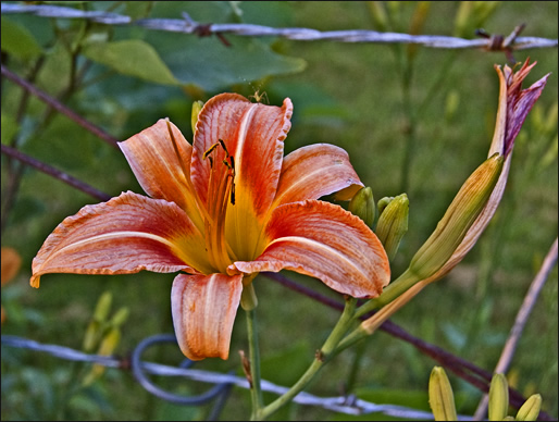 day lily at twilight