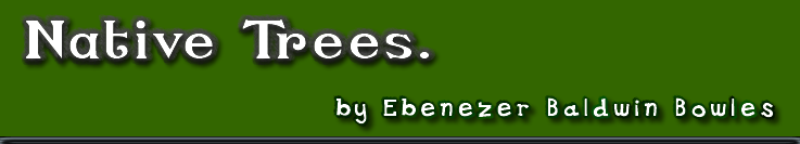 Native Trees