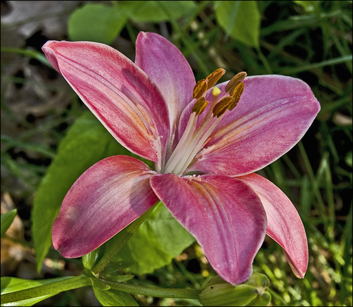 pink lily at sunrise