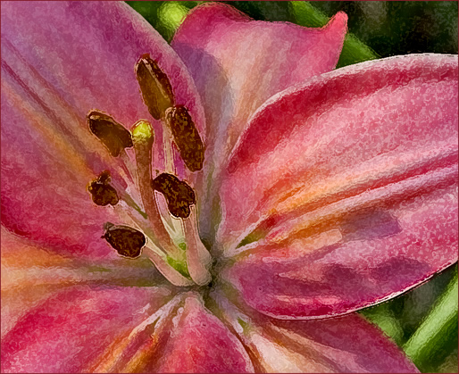 pink lily watercolor