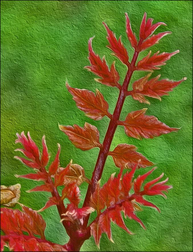 raintree leaves