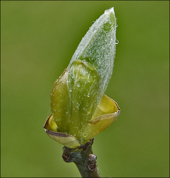 sassafras leaves