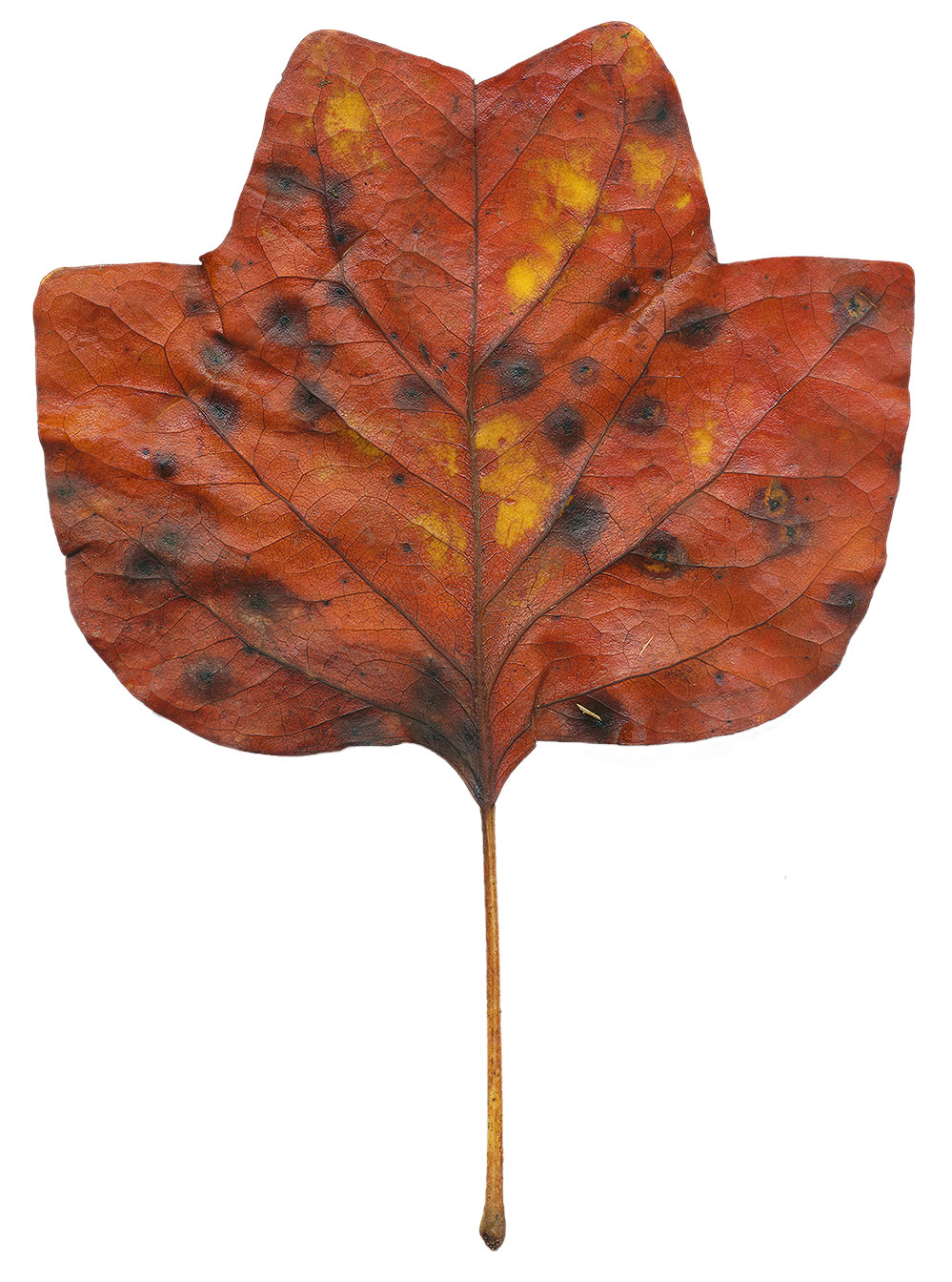 a poplar leaf out of season