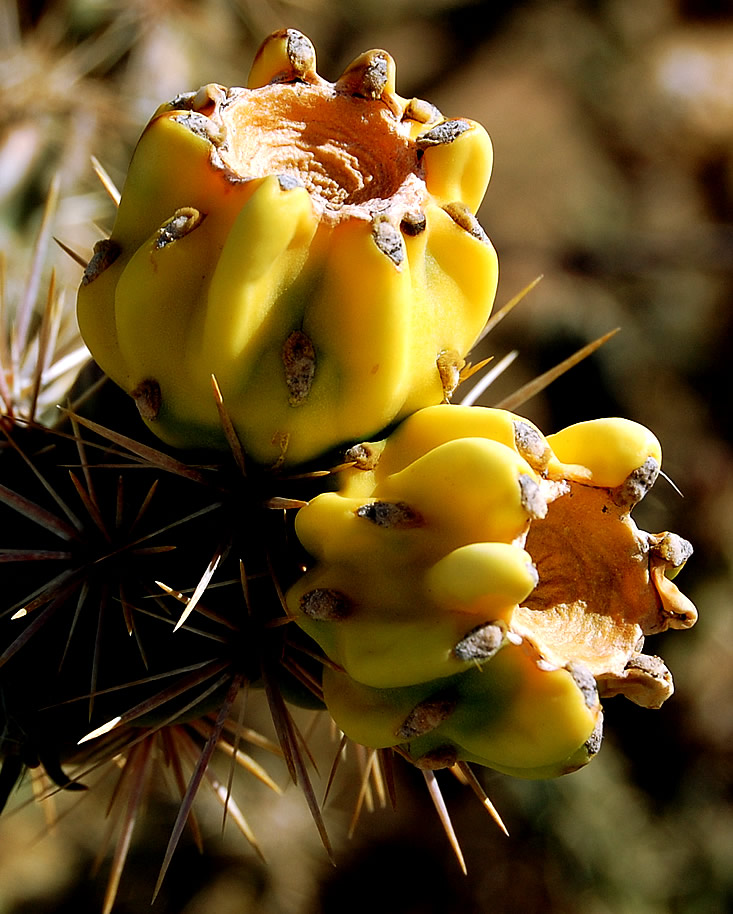 cactus flower by the Cimarron
