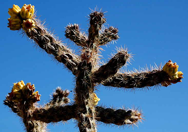 cactus flower by the Cimarron 2