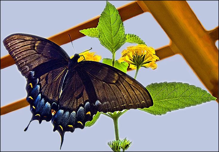 black swallowtail 2