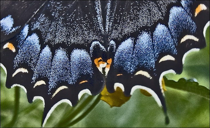 black swallowtail tail
