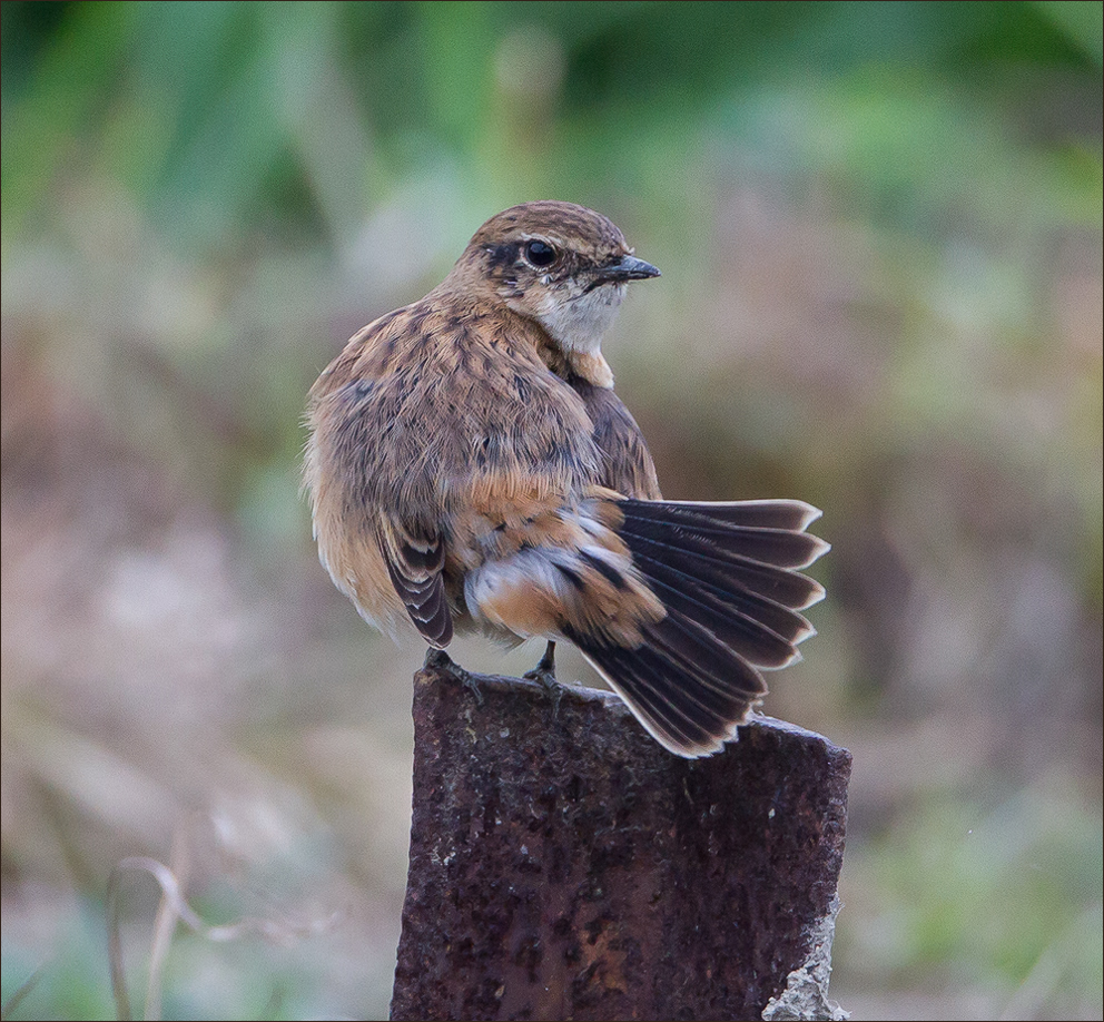 tail of the Stonechat
