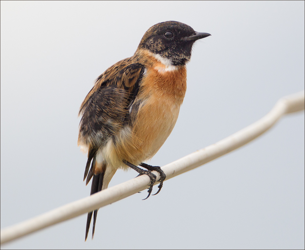Stonechat on a twig