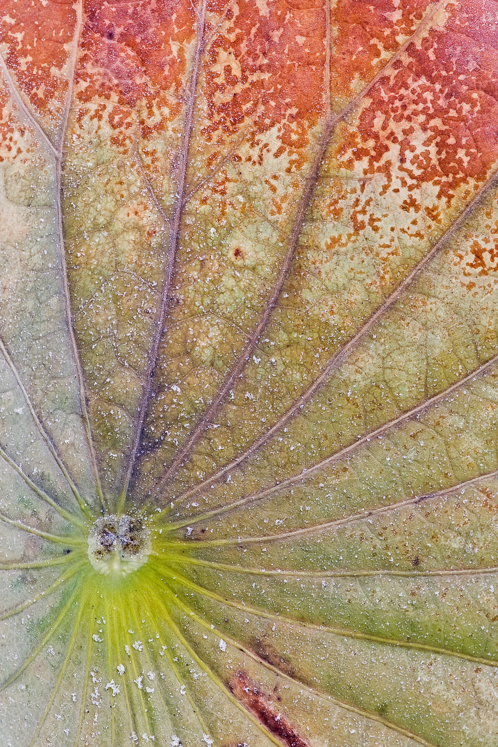a lotus leaf with frost
