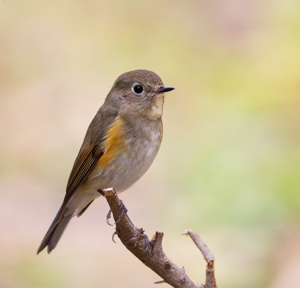 Red-flanked Bluetail female a