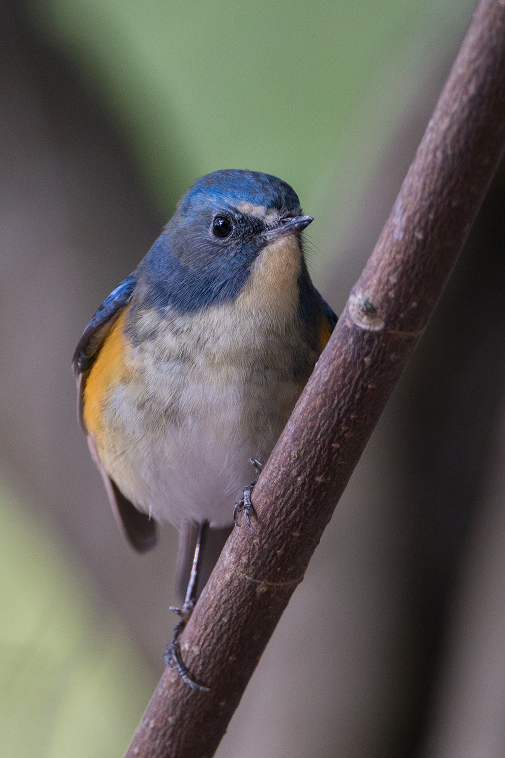 Red-flanked Bluetail male c