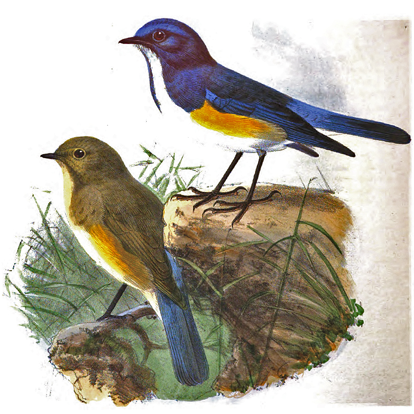 Red-flanked Bluetail illustration