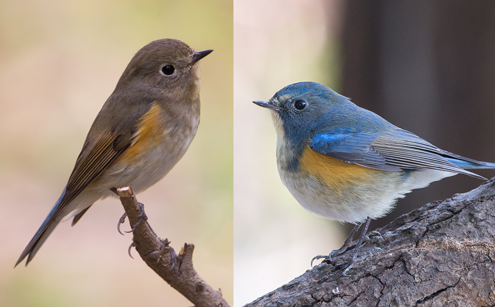 Red-flanked Bluetail female and male