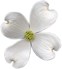 dogwood blossom