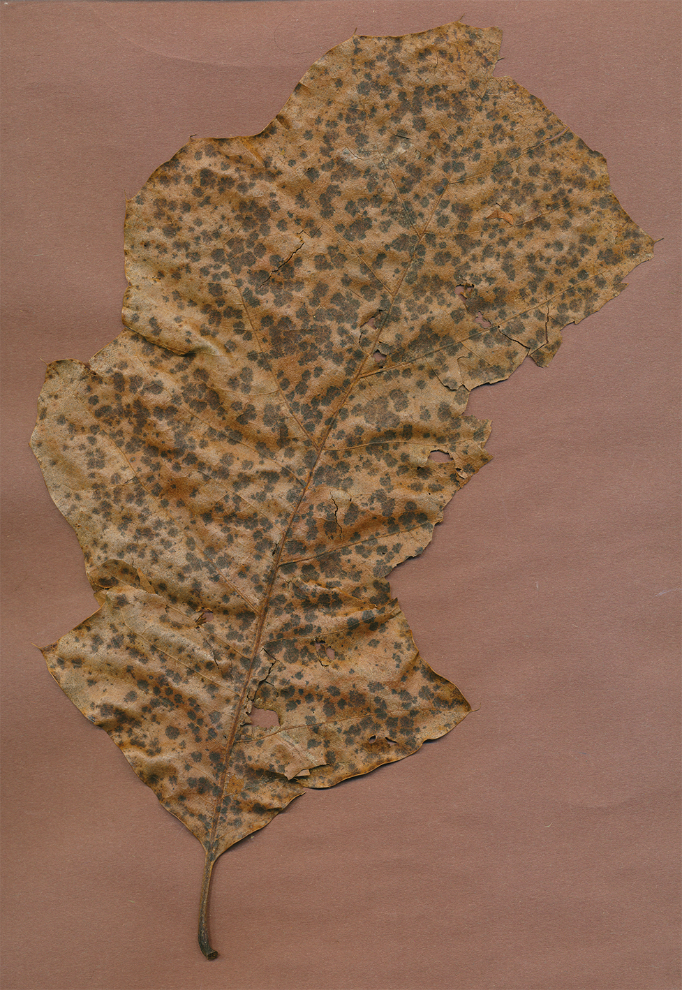 oak leaf a