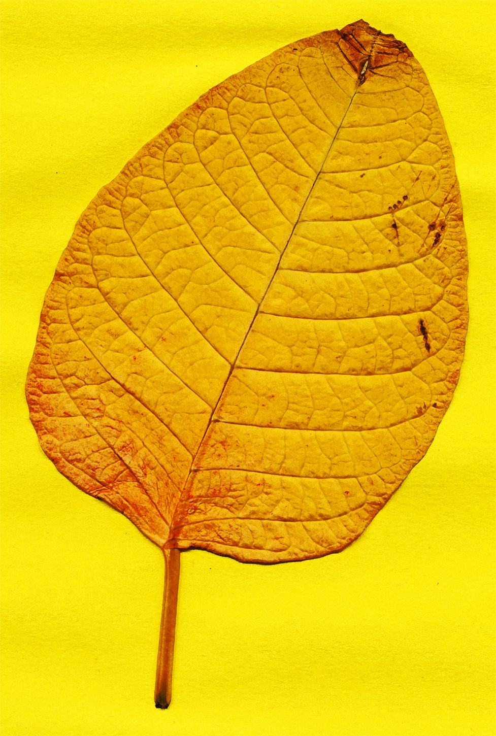 poinsettia euphorbia leaf 16 jan 22