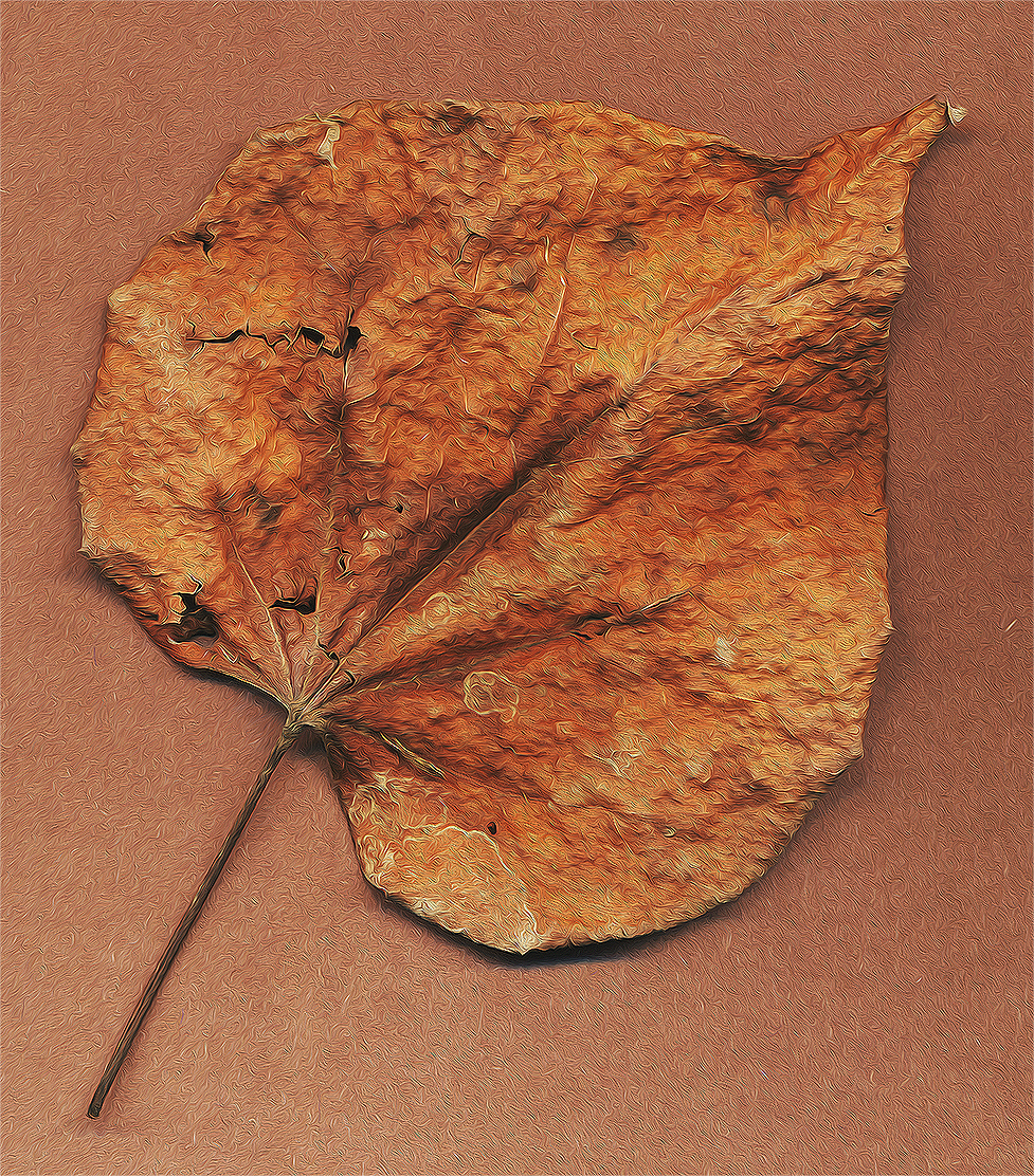 unidentified leaf 25 dec 21