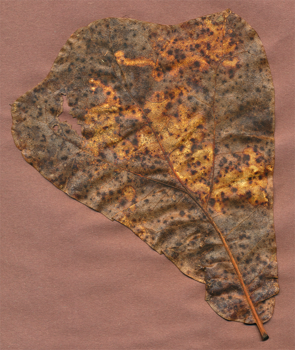 white oak leaf sun side 18 jan 22