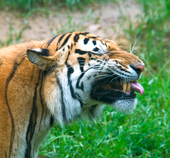 tiger