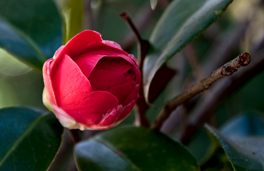 camellia medwide