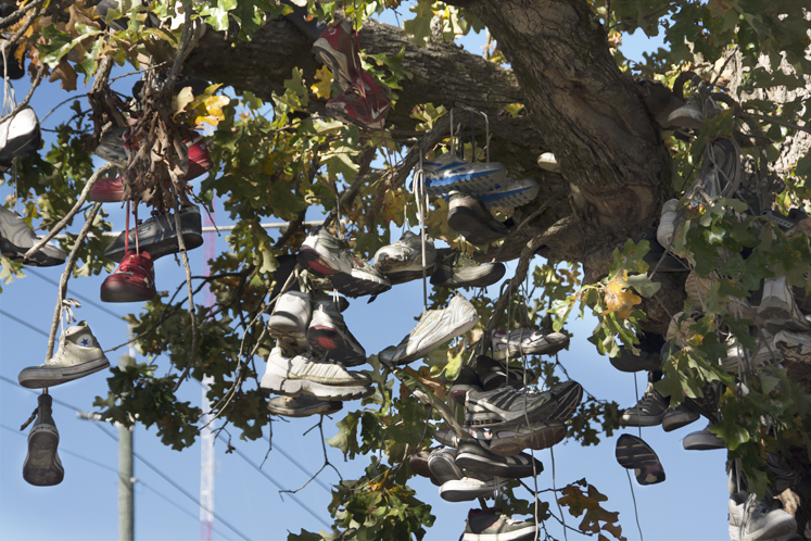 shoes in a tree