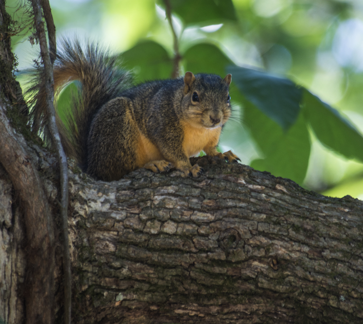 oak squirrel