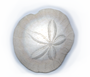 d is for sand dollar
