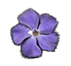 v is for viola