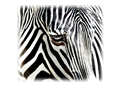 z for zebra