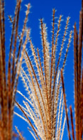 grass