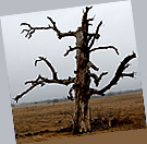tree in Texas