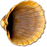 another seashell