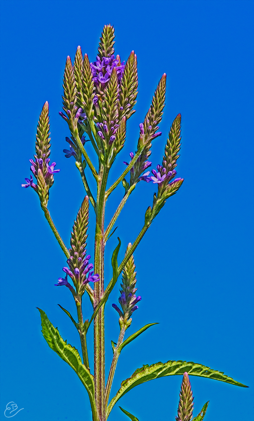 Blue Vervain at Woolsey Wet Prairie