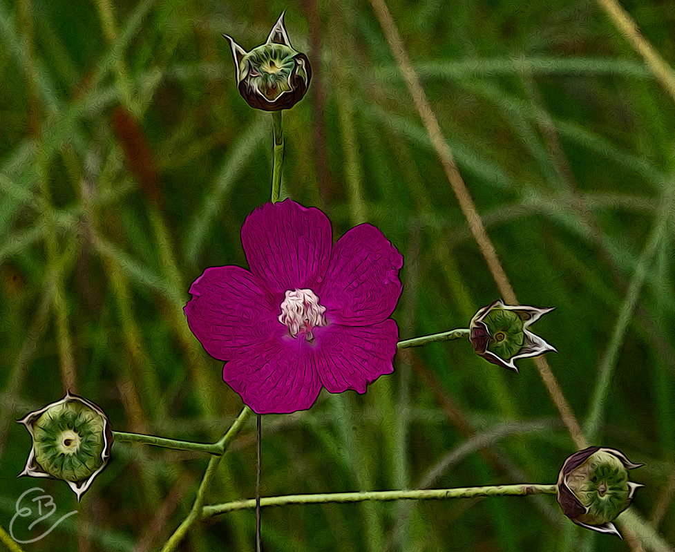 little red flower