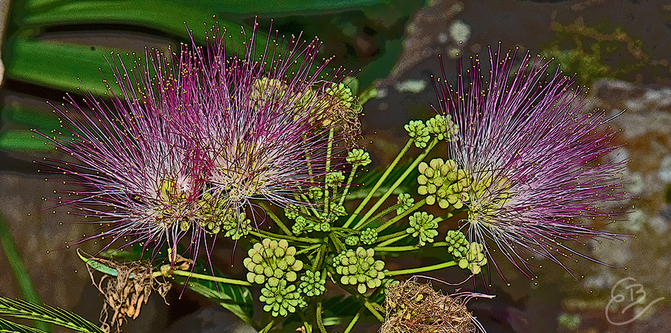 mimosa flower