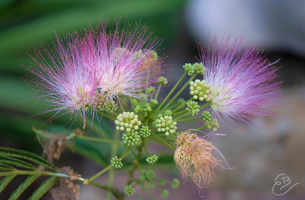 Mimosa Flowers